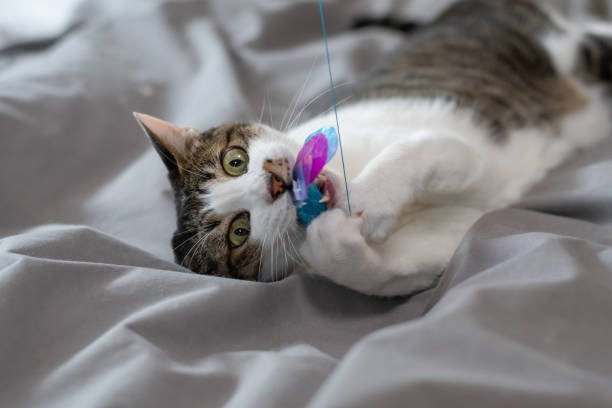 Butterfly Cat Toys